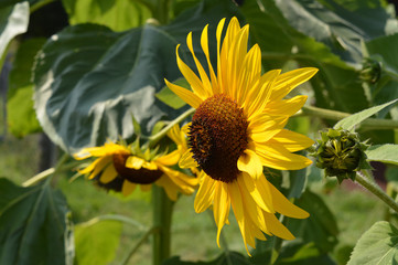 Sunflower in the garden