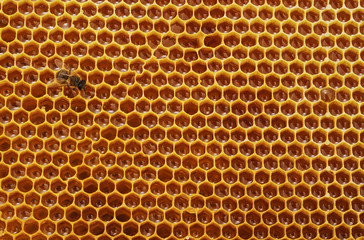 Bee on honeycomb.