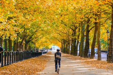 Autumn scene, back view of a cyclist riding through the constitution hill road lined with trees in Green Park of London
