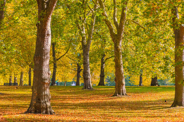 Autumn scene in Green Park, London