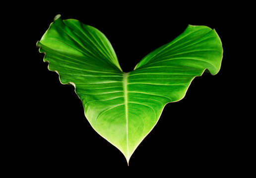 Philodendron leaf (Philodendron., ARACEAE), Large green leaf heart shape on black background