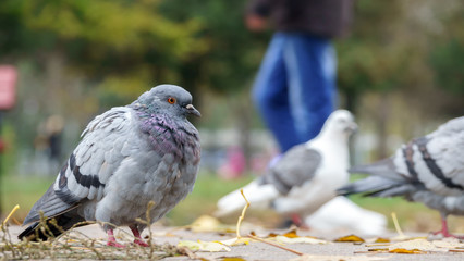 Urban dove close up