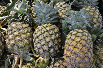 pineapple