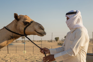 Arab man and camel