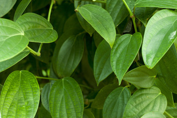Fototapeta na wymiar Green Black pepper leaves for background.