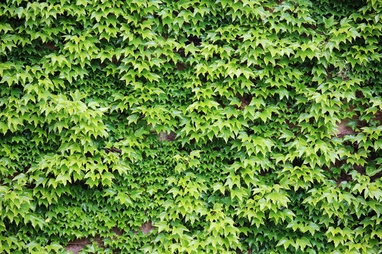 A fortress wall covered with ivy forming background 