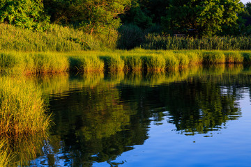 Bay area with grasses and water reflection off dock in summertime