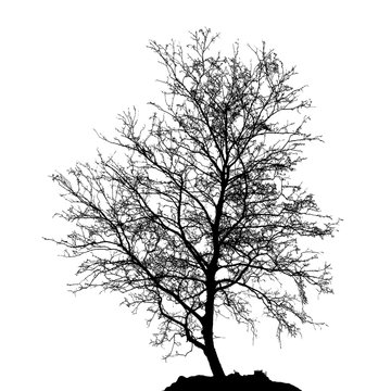 Realistic birch tree silhouette (Vector illustration).ai10