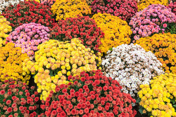 Chrysanthemums in Autumn