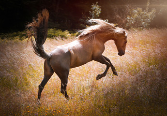 pferd
