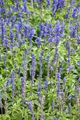 Naklejka premium blue salvia splendens flower in nature garden