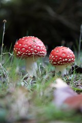Red Mushrooms