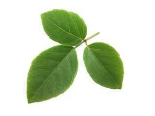 Obraz premium Verginia creeper leaves on white background