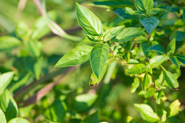 Basil leaf on green