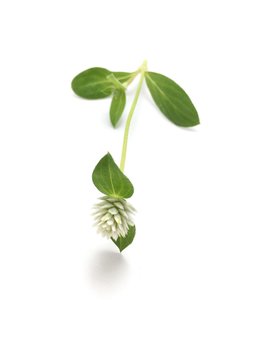 Gomphrena celosioides flower on white background