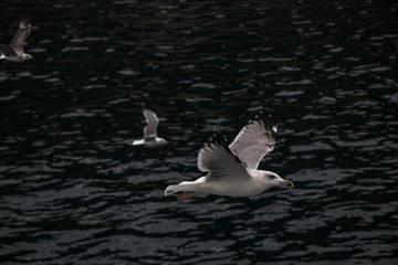 Gulls