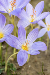 Fototapeta premium Crocus sativus Çiçek