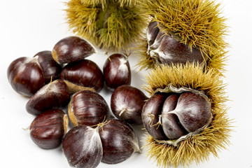 Kestane