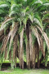palm tree in nature garden