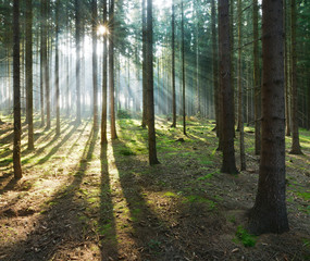 Spruce Tree Forest, Sunbeams through Fog