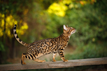 Bengal Cat Hunting outdoor, Walk on plank, nature green background