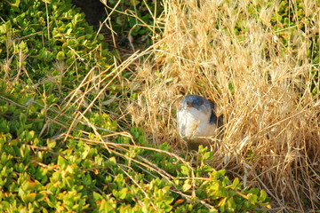 Fairy penguin, Australia