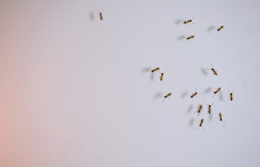 Many ant on white space.