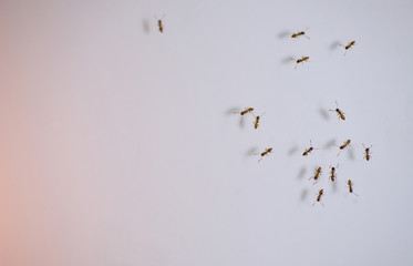 Many ant on white space.