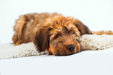 Relaxing cute puppy on fur.