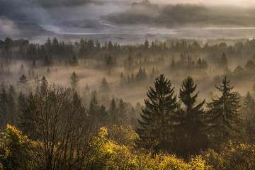 Nebelschwaden hängen tief über dem Wald in den Isarauen