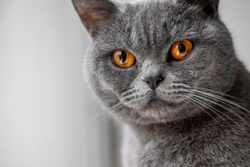 Portrait of a gray British cat, soft focus. Big eyes.