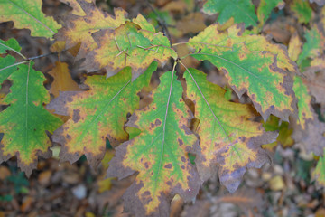 Herbst_Rheinebene_08
