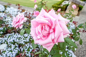 rose (blackberry nip) in a garden