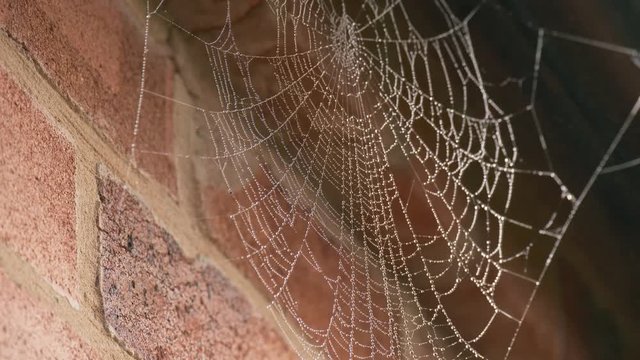 urban morning dew on spiders web
