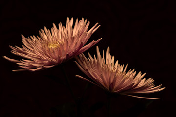 Pink Expressions 1212