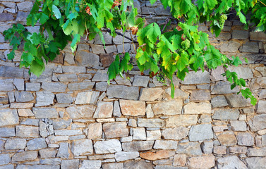 mur de pierre avec de la vigne qui pousse dessus