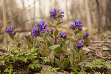 the first spring flowers field in a clearing