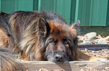 Long Haired German Shepherd