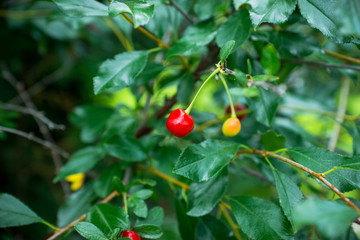 Ripe cherries in the garden. Shallow depth of field.
