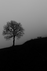 tree, bench and fog