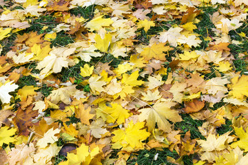 autumn, yellow maple leaves on green grass background