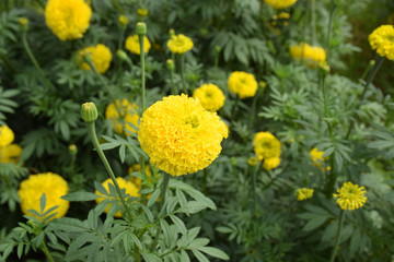 Marigolds in the garden