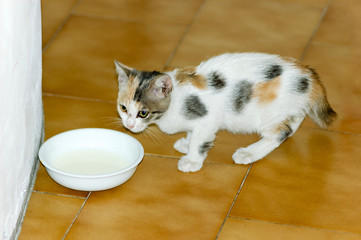 Portrait of a white, black and brown spotted kitten drinking milk in a little cup or bowl