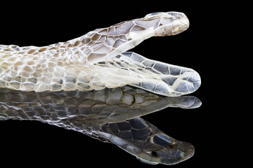 Obraz premium Zrzucanie skóry węża z odbiciem, strzał głową, na białym tle na czarnym tle
