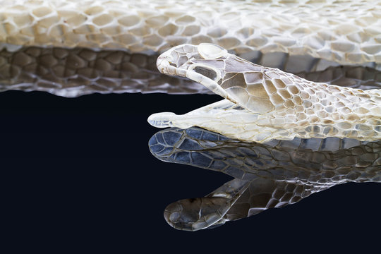 Shedding snake skin with reflection, head shot,isolated on black background