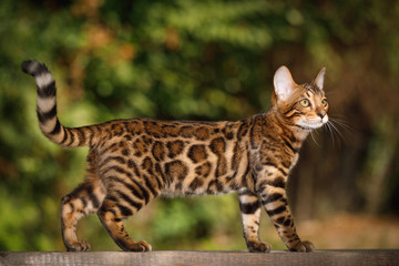 Fototapeta premium Kot bengalski polowanie na zewnątrz, spacer na desce, natura zielone tło