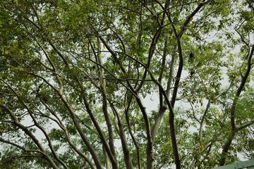 Fototapeta premium the tree with spread branch and green leaves
