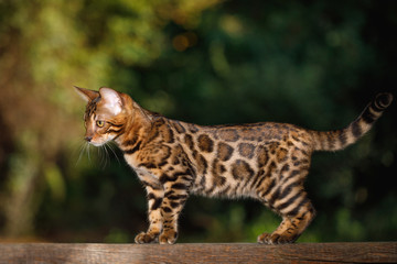 Bengal Cat Hunting outdoor, Walk on plank, nature green background
