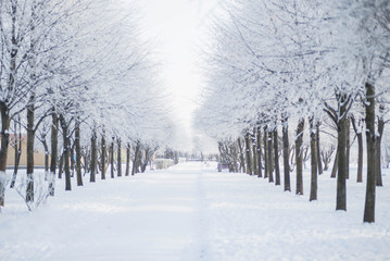 Fototapeta premium Winter landscape in the Park