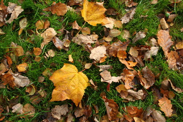 Background, texture: autumn leaves 